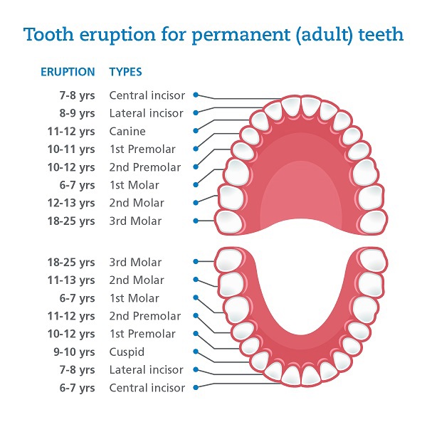 The different types of teeth teeth