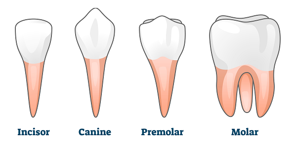 Molars and sale premolars